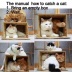 How to Catch a Cat Meme